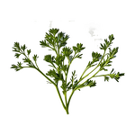 Tribulus Extract - Manufacturer - Natural Fruit Extract Powder for Fitness Bulk