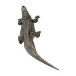 Crocodile Peptide - Manufacturer - High Quality Oligopeptide Powder Bulk Supply