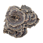 Yunzhi Powder - Manufacturer - 10%-80% Polysaccharide Turkey Tail Mushroom