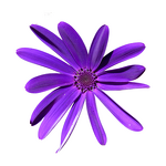 Echinacea Extract - Manufacturer - Pure Polyphenol Powder Bulk Natural Extract