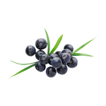 Acai Powder - Manufacturer - Organic Natural Berry Juice Concentrate Bulk