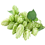 Hops Extract - Manufacturer - 5%-20% Xanthohumol Beer Flower Flavonoids