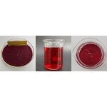 Acerola Cherry Extract - Manufacturer - 100% Organic Pure Powder Free Sample Natural