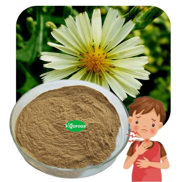 Lactuca Indica Extract - Manufacturer - 10:1 Pure Natural Free Sample Factory Supply