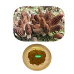 Morchella Esculenta Extract - Manufacturer - 30% Polysaccharides Mushroom Free Sample