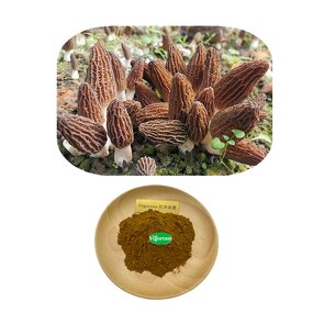 Morchella Esculenta Extract - Manufacturer - 30% Polysaccharides Mushroom Free Sample