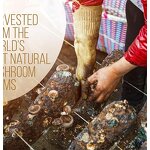 Mushroom Coffee - Manufacturer - OEM Lion's Mane Reishi Cordyceps Adult