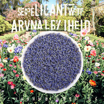 Lavender Tea Manufacturer - Wholesale Blue New Harvested Loose Flowers Various Pack