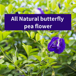 Butterfly Pea Tea Manufacturer - 2024 Hot Selling Natural 30g/50g/100g