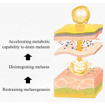 Skincare Set Manufacturer - Carrot Moisturizer with Lotion, Cream & Oil