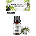 Essential Oil Manufacturer - Rosemary for Calm Mood & Skin Moisturizing