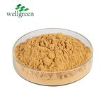 Yucca Extract Powder Manufacturer - Schidigera Root Saponin