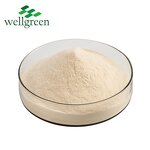 Aloe Vera Powder Manufacturer - Wellgreen Spray Dried Freeze-Dried 200:1 Gel