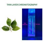 Eucommia Extract Powder Manufacturer - 5% Chlorogenic Acid, 10:1 Bark