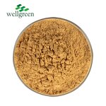 Yucca Extract Powder Manufacturer - Schidigera Root Saponin