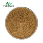 Porcini Extract Manufacturer - 100% Natural 50% Polysaccharides Powder