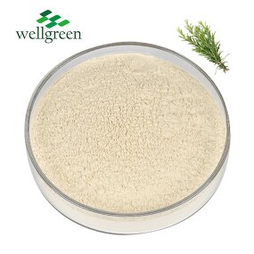 Rosemary Leaf Extract Manufacturer - Natural HPLC 5%-30% Rosmarinic Acid