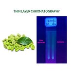 Chlorogenic Acid Powder Manufacturer - 50%-98% Purity, Green Coffee Bean Extract