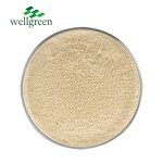 Oyster Mushroom Powder Manufacturer - Wellgreen 100% Pure USDA Organic 500 Mesh