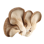Oyster Mushroom Powder Manufacturer - Wellgreen 100% Pure USDA Organic 500 Mesh