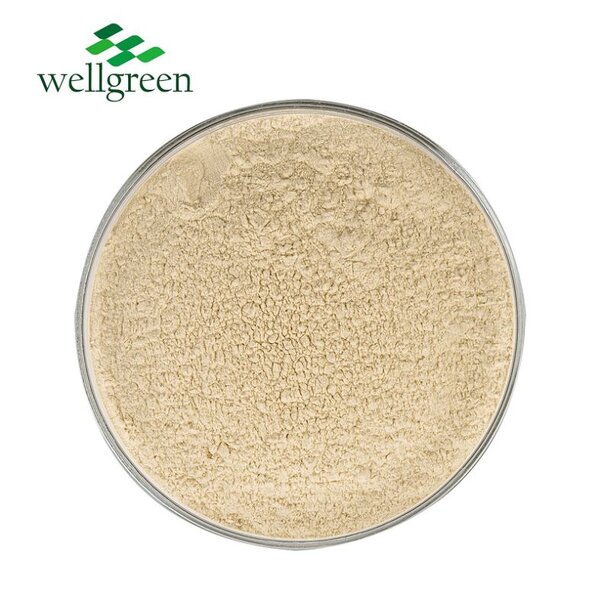 Oyster Mushroom Powder Manufacturer - 100% Pure Organic for Plant Protein