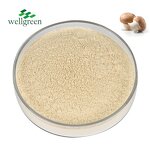 White Button Mushroom Powder Manufacturer - Wellgreen EU Organic Agaricus Bisporus