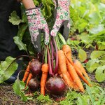 Garden Gloves - Manufacturer - Daily Breathable Anti-Slip Puncture-Resistant Thorn-Proof