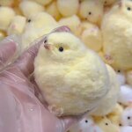 Taba Squishy Chick Manufacturer - Handmade Ultra Soft Silicone Mochi Promotional