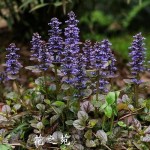 Ajuga Turkestanica Extract Wholesaler - Turkesterone Powder Muscle Growth Custom