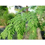 BCI Moringa Leaf Capsules Supplier - 500mg Pure Organic Extract Wholesale