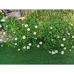 Artificial Lawn - Manufacturer - UV Protected Pet High-Traffic No Water Mowing