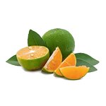 Key Lime Powder Manufacturer - Natural Key Lime Powder for Baking Cooking Beverage
