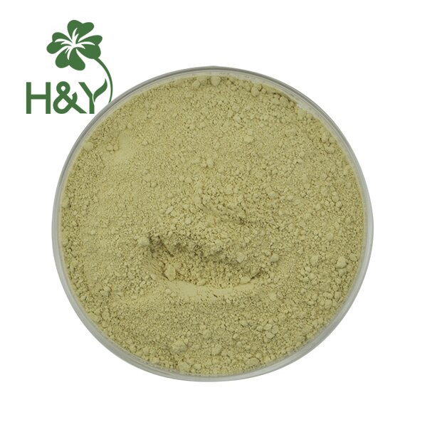 Scutellaria Baicalensis Extract Manufacturer - Natural Baicalein Extract 85% Baicalein