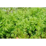 Artemisia Extract Manufacturer - Hot Sell High Quality 98% Artemisinin Annua Extract