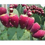 Cactus Fruit Extract Manufacturer - Customized Prickly Pear Hoodia Juice Red Extract Powder