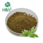 Andrographis Extract Manufacturer - Factory Supplier 10% Extract Powder for Thailand