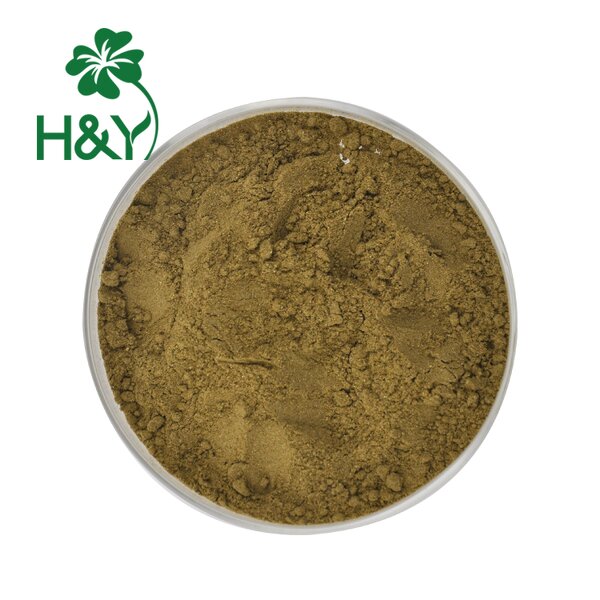 Andrographis Extract Manufacturer - Factory Supplier 10% Extract Powder for Thailand