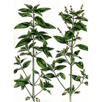 Artemisia Extract Manufacturer - Hot Sell High Quality 98% Artemisinin Annua Extract