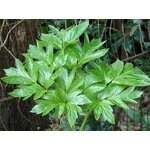 Ashitaba Extract Powder Manufacturer - 100% Pure Natural 10:1 Angelica Keiskei Extract