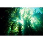 Phycocyanin Powder Manufacturer - Food Grade E18 Blue Spirulina C-Phycocyanin Powder