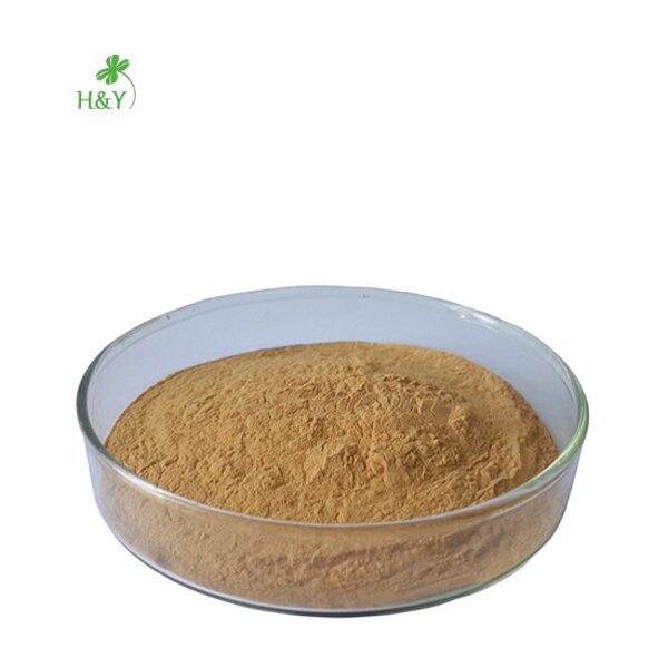 Ashitaba Extract Powder Manufacturer - 100% Pure Natural 10:1 Angelica Keiskei Extract