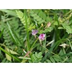 Moringa Powder Manufacturer - High Quality Moringa Oleifera Powder Capsule Best Price