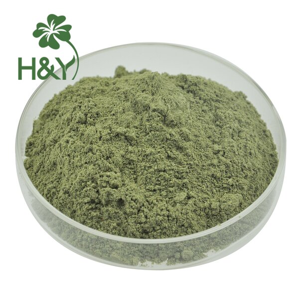 Andrographis Paniculata Extract Manufacturer - Pure Natural 98% Andrographolide Oral Health Powder