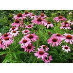 Echinacea Extract Manufacturer - Hot Selling Echinacea Purpurea Herbs Extract