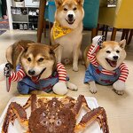 Pet Bandana Manufacturer - PU+Polyester - Halloween - Cat Collar Bandana