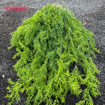 Artificial Foliage Manufacturer - DC109 Dalian Chermy Wholesale Soft Plastic Hanging Greenery