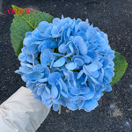 Artificial Hydrangea Manufacturer - Real Touch Green White for Home Christmas Event Decoration