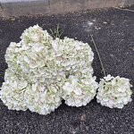 Artificial Hydrangea Manufacturer - 2026 New Large Head Green Silk Wholesale