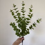 Artificial Eucalyptus Leaves Manufacturer - Dalian Chermy DC088 for Wedding Flower Arrangement Greenery