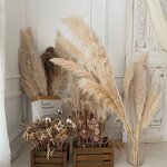 Dried Pampas Grass Manufacturer - Hot Selling Series Natural Real